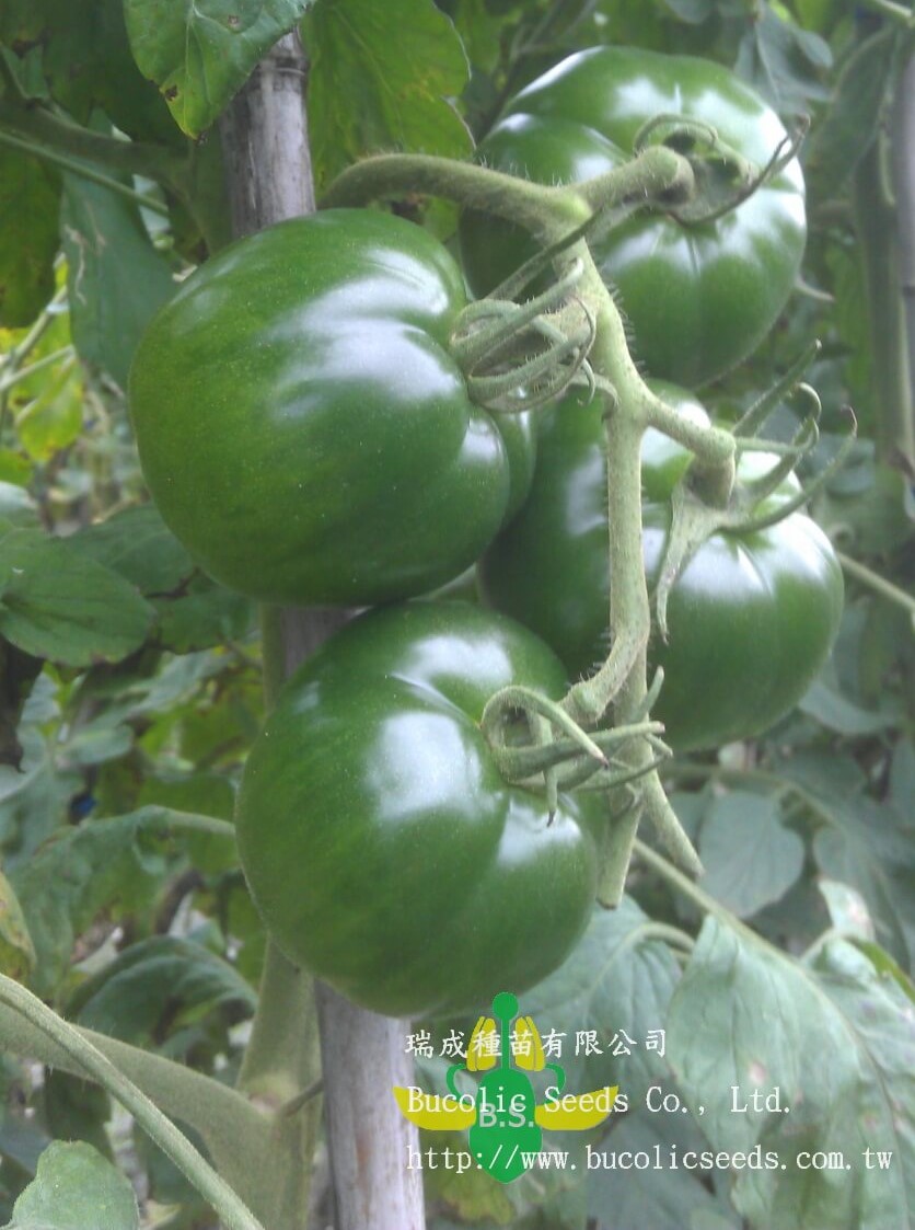 N瑞成黑柿番茄 925